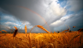 Harvest | GTAV AC:G Y9 - Biomes and food security | Scoop.it