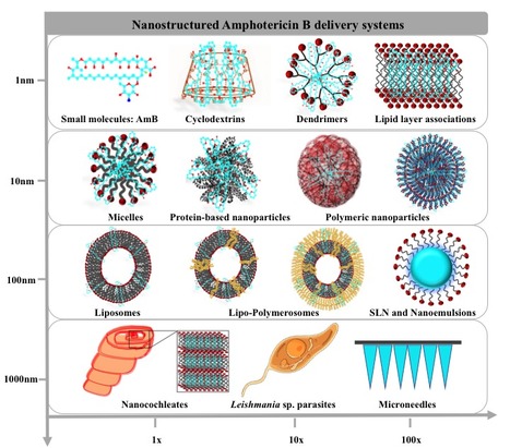 R&eacute;cents progr&egrave;s dans les strat&eacute;gies de vectorisation de l'amphot&eacute;ricine B pour le traitement des leishmanioses | Life Sciences Universit&eacute; Paris-Saclay | Scoop.it