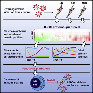 Quantitative Temporal Viromics: An Approach to Investigate Host-Pathogen Interaction: Cell | Complex Insight  - Understanding our world | Scoop.it