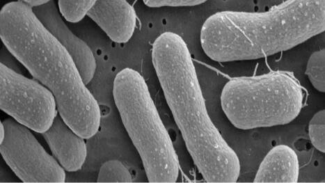 Methane-eating bacteria turn waste gas into valuable materials | Innovation Agro-activit&eacute;s et Bio-industries | Scoop.it