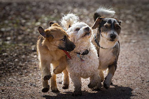 Customer Loyalty is Driven by 3 Service Attributes | Genroe | VEMD | Scoop.it