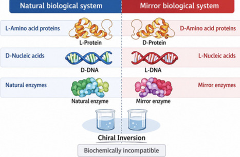 Synthetic Mirror Bacteria as a Frontier for Chiral Synthetic Biology and Biocontainment | mbo | RMH | Scoop.it