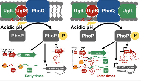 Small RNA promotes negative feedback of the master virulence regulator PhoP by repressing the PhoQ sensor enhancer UgtL in acidic pH | mSph | RMH | Scoop.it
