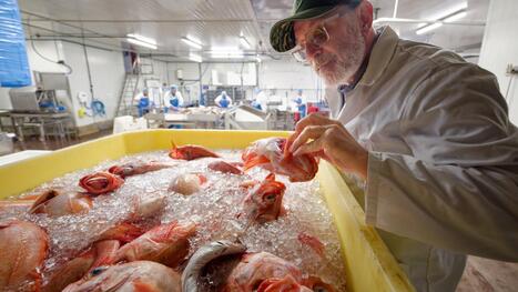 Boulogne&nbsp;: VSV, l&rsquo;entreprise de Cap&eacute;cure &agrave; l&rsquo;accent islandais | revue de presse | Scoop.it