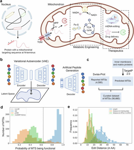 Design of diverse, functional mitochondrial targeting sequences across eukaryotic organisms using variational autoencoder | Ncm | RMH | Scoop.it