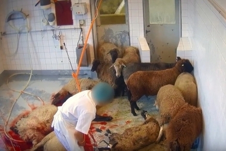 Suisse. Cause animale: L'abattoir de Moudon à son tour pointé du doigt - Vaud & Régions - 24heures.ch | La Gazette des abattoirs | Scoop.it