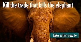 More than 12,000 elephants are poached (slaughtered) every year in Africa - for just their tusks | BIODIVERSITY IS LIFE  – | Scoop.it