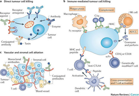 Unum’s Antibody-Directed T Cells: Differentiated from CAR T-Cell and T Cell Receptor Reprogramming | Cancer Biology | Immunology and Biotherapies | Scoop.it