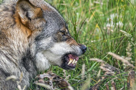 Loup : une brigade d'intervention spécialisée va être créée pour les Pyrénées | Biodiversité | Scoop.it