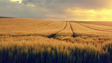 ​Terres du Sud recharge sa capacité financière | Actualité Bétail | Scoop.it