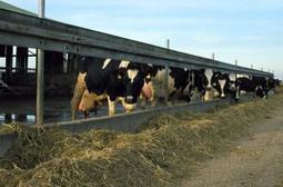 En Holstein, une tare génétique cause de surmortalité chez les veaux | Lait de Normandie... et d'ailleurs | Scoop.it