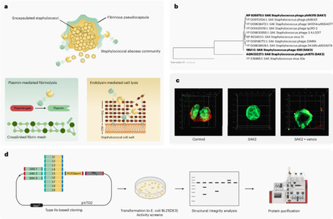 FibriLysins disrupt Staphylococcus aureus biofilms and abscess communities | Nmb | RMH | Scoop.it