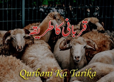 Qurbani Ka Tarika Aur Us Ki Dua In Hindi Urdu