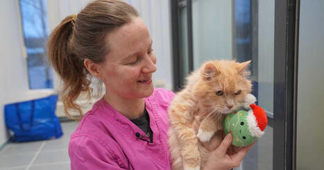 Ihmisten rahapula n&auml;kyy el&auml;insuojelussa, mutta Hesyn jouluker&auml;ykseen tuli viime vuotta enemm&auml;n lahjoituksia | Kotimaa | Yle | 1Uutiset - Lukemisen t&auml;hden | Scoop.it