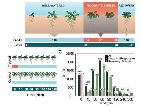 Nat Comms: Drought recovery in plants triggers a cell-state-specific immune activation | Nature Communications (2025) | Publications from The Sainsbury Laboratory | Scoop.it