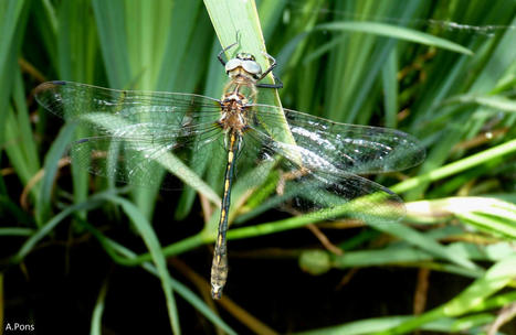 Fête de la nature, à la découverte des espèces protégées au Lac d’Aubusson | Histoires Naturelles | Scoop.it