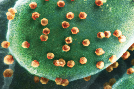 First "Virovore" Discovered: An Organism That Eats Viruses | Virus World | Scoop.it