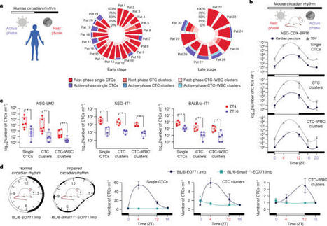 The metastatic spread of breast cancer accelerates during sleep | from Flow Cytometry to Cytomics | Scoop.it