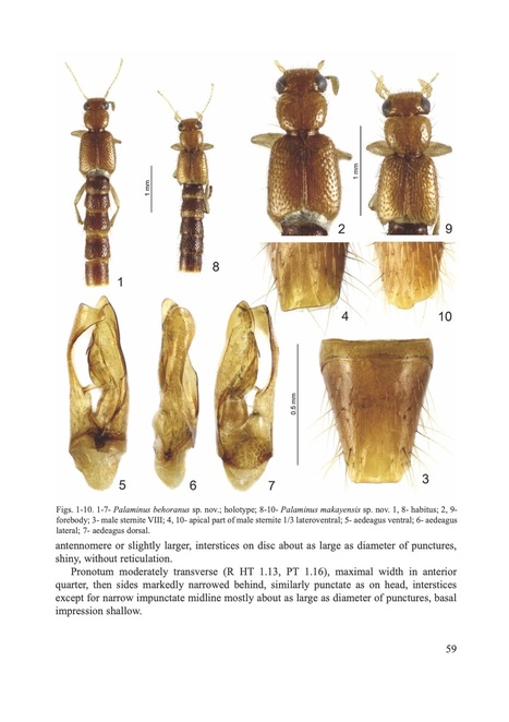 Description de deux nouvelles esp&egrave;ces de Staphylinidae de Madagascar | EntomoNews | Scoop.it