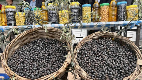Les “olives Gemlik” de TURQUIE: un trésor gastronomique désormais protégé par l’AOP | CIHEAM Press Review | Scoop.it