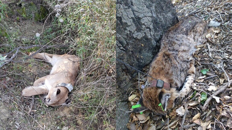 Mountain lion, bobcat in Santa Monica Mountains study die after ingesting rat poison | Coastal Restoration | Scoop.it