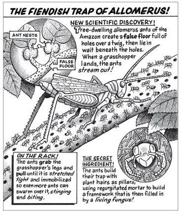 Cohabitation à double tranchant | Insect Archive | Scoop.it