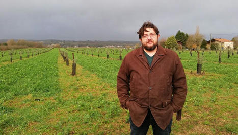 L'olive sera-t-elle la solution pour sauver le vignoble bordelais ? | CORPS GRAS | Scoop.it