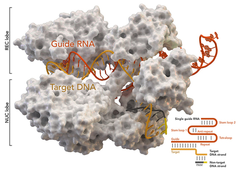 CRISPR gene editing can cause hundreds of unintended mutations | Genetic Engineering in the Press by GEG | Scoop.it