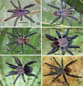 Des araignées pour lutter contre le paludisme - Afrique Sub-Saharienne