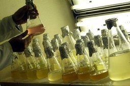Des biocarburants &agrave; partir des eaux us&eacute;s&nbsp;? | Microbiologie | Scoop.it