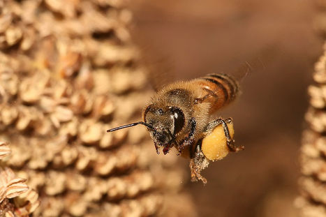 Bee Inspired Innovation | Biomimicry | Scoop.it