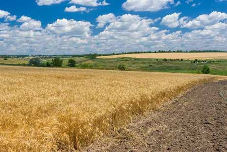 La fertilit&eacute; des sols part en poussi&egrave;re | MED-Amin network | Scoop.it