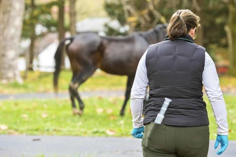 Horse Owner Empathy and Our Equine Veterinarians – | Empathy and Animals | Scoop.it