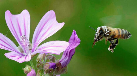 À la découverte des abeilles sauvages les 13 et 22 mars aux Velluires-sur-Vendée | Variétés entomologiques | Scoop.it