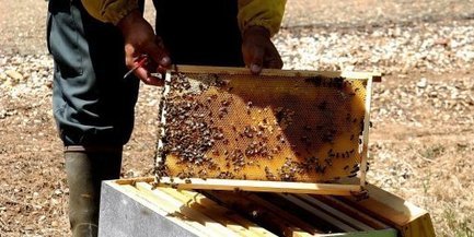 Les journées nationales de l'abeille au parc zoologique de Montpellier | Variétés entomologiques | Scoop.it