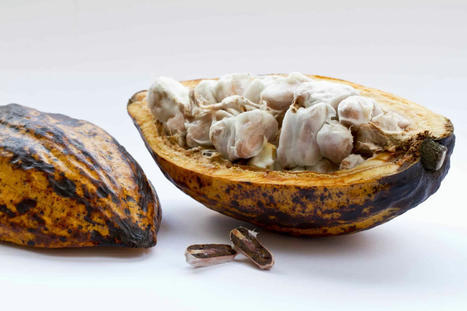 Mucilage de cacao : co-produit aux potentiels méconnus | IPCI : Ingénierie de Produits à l'interface Cuisine-Industrie | Scoop.it