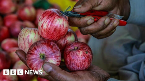 INNOVATIONS: Indian scientists search for the perfect apple | INNOVATIONS | Scoop.it