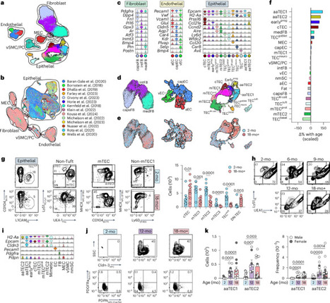 Age-related epithelial defects limit thymic function and regeneration | Nature Immunology | Immunology | Scoop.it