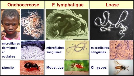 L’OMS invite les États et les experts œuvrant dans le domaine de la santé à plus de vigilance sur la recrudescence des cas des maladies tropicales négligées | EntomoNews | Scoop.it