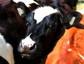 Viande bovine : commerce fluide en toute catégorie | Actualité Bétail | Scoop.it