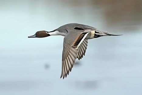 Ireland’s wintering waterbird numbers down by 40% in less than 20 years | Biodiversité | Scoop.it