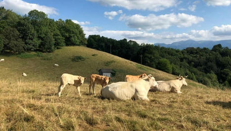 MHE : une réunion de crise sur la nouvelle maladie bovine dans les Hautes-Pyrénées | Vallées d'Aure & Louron - Pyrénées | Scoop.it