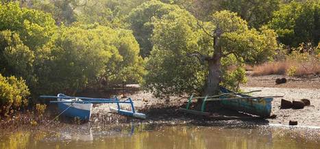 » Des « Sentinel » au service de la surveillance des mangroves mahoraises | Biodiversité | Scoop.it