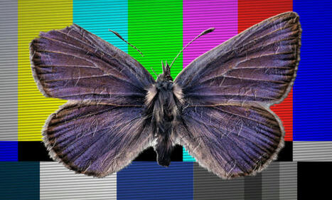 Les insectes disparaissent, et la télé regarde ailleurs | Variétés entomologiques | Scoop.it