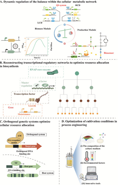 Regulating cellular activity to enhance microbial cell factory efficiency | BAdv | RMH | Scoop.it