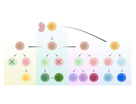 Not all lymphocytes come from the bone marrow: revisiting extramedullar lymphopoiesis ;) | Eric Vivier | Immunology | Scoop.it