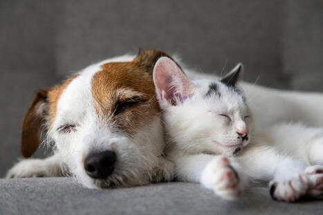 Why the death of a pet can be as traumatic as losing a loved one | Grief & Bereavement Counseling | Scoop.it