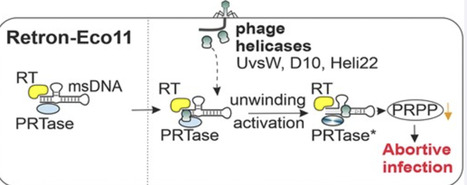 Structurally related phage helicases trigger type III-A3 retron-mediated anti-phage defense across diverse tailed phage families | nar | RMH | Scoop.it