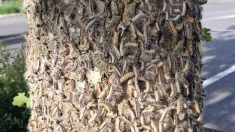 Dans les Yvelines, la for&ecirc;t de Rambouillet interdite d&rsquo;acc&egrave;s &agrave; cause des chenilles urticantes - Le Parisien | Vari&eacute;t&eacute;s entomologiques | Scoop.it