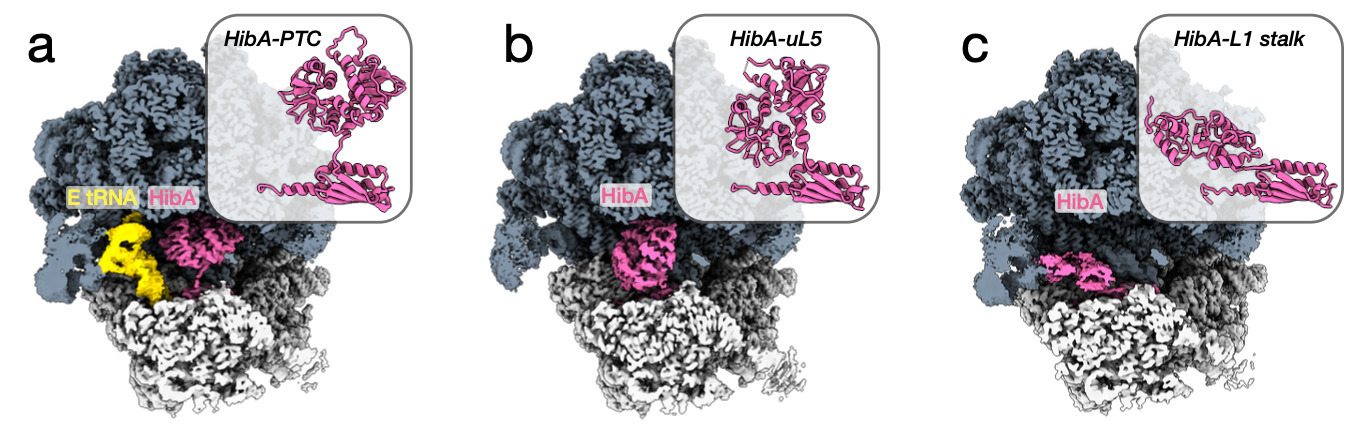 A family of ribosome hibernation factors widesp...